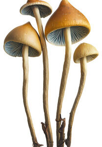 Liberty Caps Magic Mushrooms